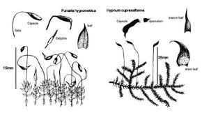 Attēlu rezultāti vaicājumam “Acrocarpous mosses”