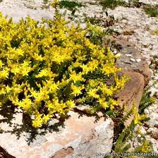 Attēlu rezultāti vaicājumam “Sedum sexangulare flower”