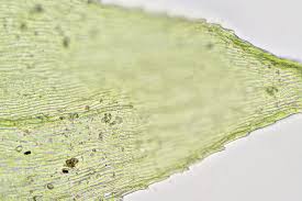 Attēlu rezultāti vaicājumam “Oxyrrhynchium hians var. rigidum macro”