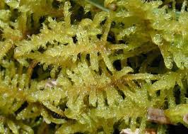 Attēlu rezultāti vaicājumam “Didymodon tophaceus sporophyte”