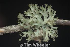 Attēlu rezultāti vaicājumam “Tuckermannopsis chlorophylla”