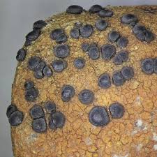 Attēlu rezultāti vaicājumam “Porpidia macrocarpa”