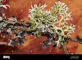 Attēlu rezultāti vaicājumam “Physcia tenella”