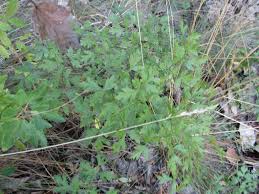 Attēlu rezultāti vaicājumam “Peucedanum oreoselinum leaf”