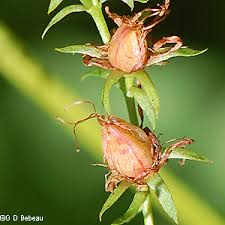 Attēlu rezultāti vaicājumam “Hypericum perforatum bud”