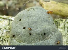 Attēlu rezultāti vaicājumam “Scardia boletella exuvia”