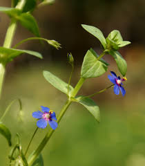 Attēlu rezultāti vaicājumam “Anagallis arvensis leaf”