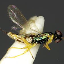 Attēlu rezultāti vaicājumam “Aulacidea hieracii”