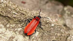 Attēlu rezultāti vaicājumam “Pyrochroa coccinea”