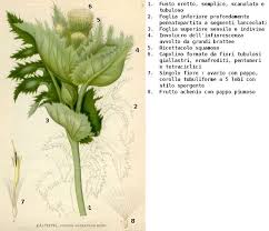 Attēlu rezultāti vaicājumam “Cirsium oleraceum”