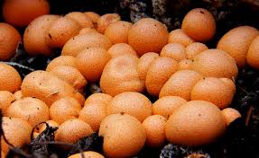 Attēlu rezultāti vaicājumam “Lycogala confusum”