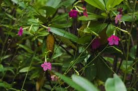 Attēlu rezultāti vaicājumam “Nicotiana tabacum flower”