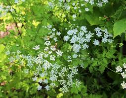 Attēlu rezultāti vaicājumam “Chaerophyllum aromaticum flower”