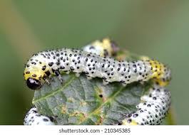 Attēlu rezultāti vaicājumam “Nematus ribesii”