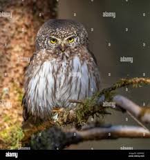 Attēlu rezultāti vaicājumam “Glaucidium passerinum”