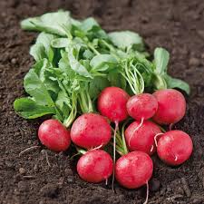 Image result for Radieschen