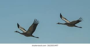 Attēlu rezultāti vaicājumam “Grus grus”