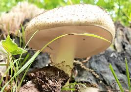 Attēlu rezultāti vaicājumam “Lepiota aspera”