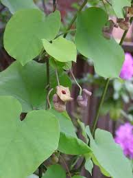 Attēlu rezultāti vaicājumam “Aristolochia durior flower”