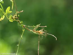 Attēlu rezultāti vaicājumam “Galium elongatum leaf”