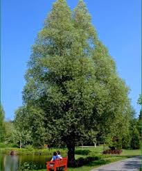 Attēlu rezultāti vaicājumam “Salix alba var. sericea”