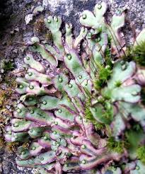 Attēlu rezultāti vaicājumam “Preissia quadrata”