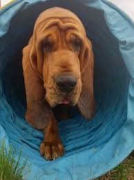 Image result for Carlisle BloodHounds