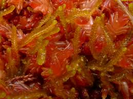 Attēlu rezultāti vaicājumam “Odontoschisma sphagni”