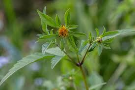 Attēlu rezultāti vaicājumam “Bidens tripartita flower”