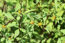 Attēlu rezultāti vaicājumam “Bidens frondosa”