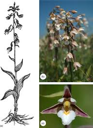 Attēlu rezultāti vaicājumam “Epipactis palustris”