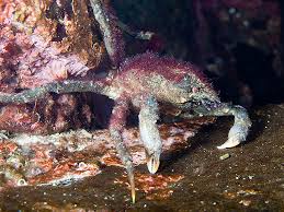 Image result for Hyas coarctatus