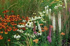 Attēlu rezultāti vaicājumam “Calamagrostis purpurea flower”
