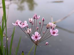 Attēlu rezultāti vaicājumam “Butomus umbellatus fruit”