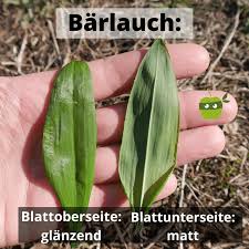 Image result for Bärlauch