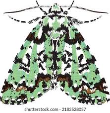 Attēlu rezultāti vaicājumam “Moma alpium”