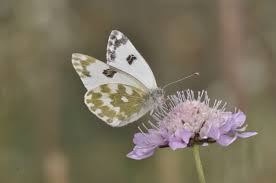 Attēlu rezultāti vaicājumam “Pontia edusa upperside”