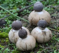 Attēlu rezultāti vaicājumam “Geastrum minimum”