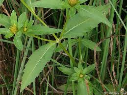 Attēlu rezultāti vaicājumam “Bidens tripartita fruit”