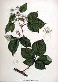 Attēlu rezultāti vaicājumam “Rubus plicatus flower”