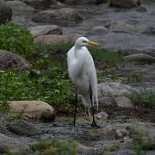 Attēlu rezultāti vaicājumam “Egretta alba adult”