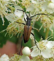 Attēlu rezultāti vaicājumam “Anastrangalia sanguinolenta male”
