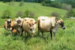 Silky Cow raw milk herd shares
