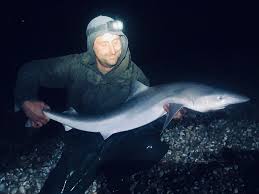 Image result for Chichester Sharks