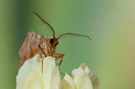 Attēlu rezultāti vaicājumam “Selenia dentaria larva”
