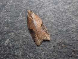 Attēlu rezultāti vaicājumam “Acleris laterana”