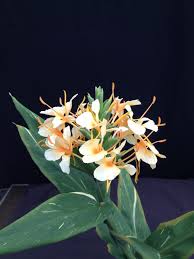 Image result for Helichrysum lindleyii