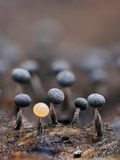 Attēlu rezultāti vaicājumam “Cribraria argillacea spores”