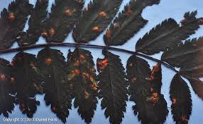 Attēlu rezultāti vaicājumam “Gymnosporangium cornutum”