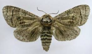 Attēlu rezultāti vaicājumam “Cossus cossus imago”